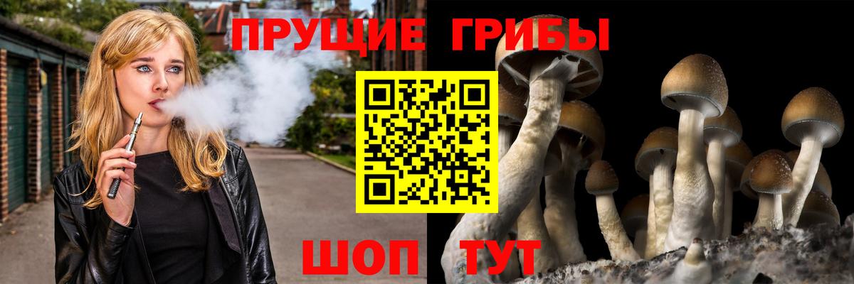 Галлюциногенные грибы Psilocybe Мурино